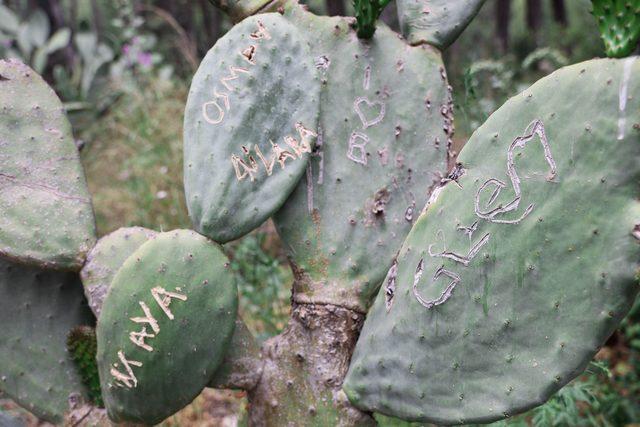 antik-kentin-kaktuslerine-ask-tahribati_9571_dhaphoto2