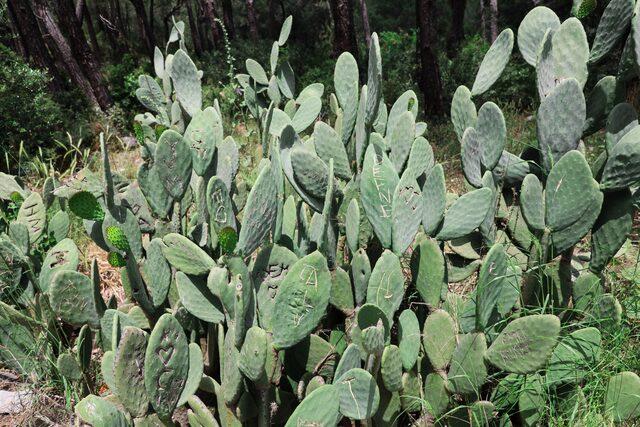 antik-kentin-kaktuslerine-ask-tahribati_9571_dhaphoto3