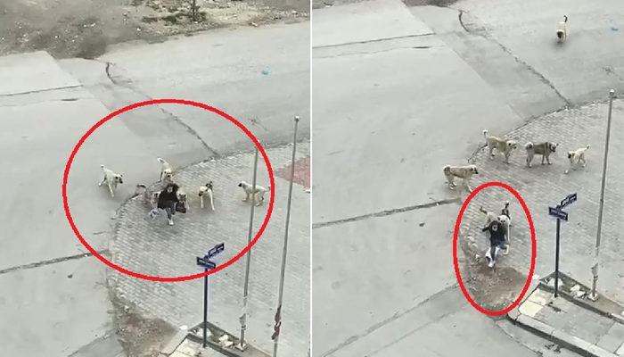 Okul çıkışı dehşeti yaşadı! Lise öğrencisine köpek saldırısı...