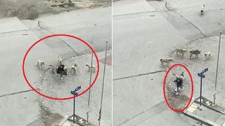 Okul çıkışı dehşeti yaşadı! Lise öğrencisine köpek saldırısı...
