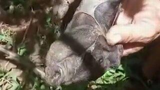 Yapışık ikiz domuz yavruları son derece nadir bir doğumda iki başlı ve altı bacaklı olarak dünyaya geldi