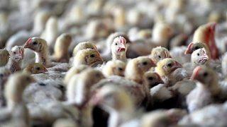 Kuş gribi alarmı Almanya'nın ardından Fransa'da!