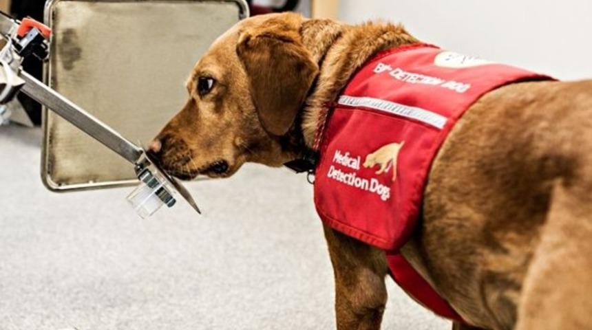 Kanseri koklayan köpekler