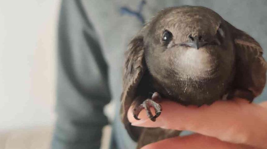 Evinin balkonunda ebabil kuşu buldu! Dünyada nadir bulunuyor