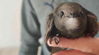 Evinin balkonunda ebabil kuşu buldu! Dünyada nadir bulunuyor