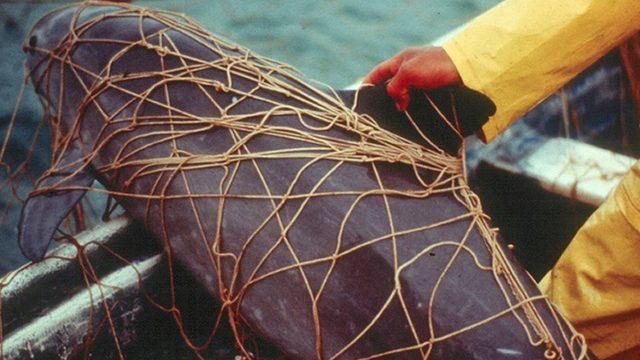 Körfez muturunun soyunu balıkçı ağları tehdit ediyor.