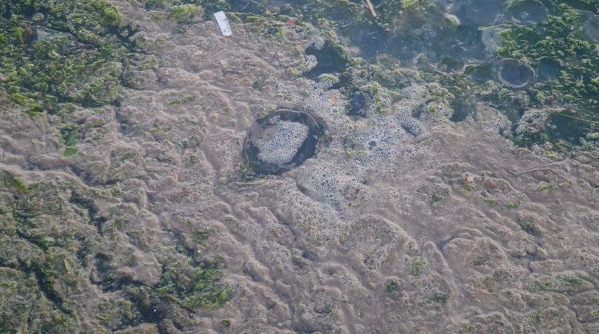 Deniz salyasından sonra 'kokolitofor' ve 'denizanası' istilası! 