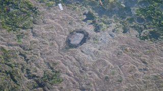 Deniz salyasından sonra 'kokolitofor' ve 'denizanası' istilası! 