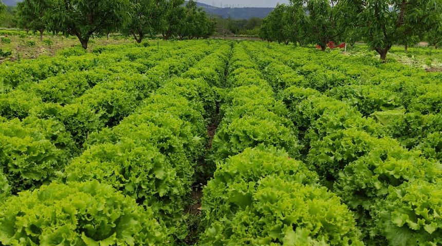 Tarladan 2 liraya alınıyor! Tezgahta ise 10 lira: "Uygun fiyata marul almak isteyen gelsin tarladan alsın"