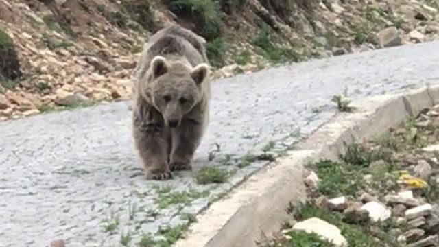 Yavru ayıya “ne var ne yok” diye sordu! Sosyal medyada binlerce kişi o anları paylaştı... 