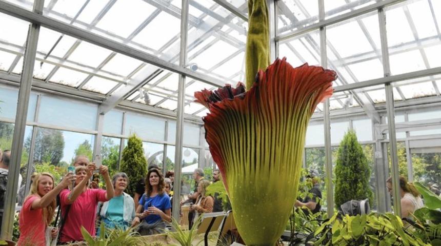 Amerika&rsquo;nın keskin kokulu ceset &ccedil;i&ccedil;ekleri gizemli bir şekilde hep beraber a&ccedil;ıyorlar