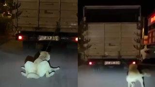 Böyle vicdansızlık olmaz! Köpeği kamyonun arkasına bağlayıp sürükledi