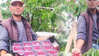 Tanesi 4-5, kilosu bin TL! 'Fiyat yüksek ancak...'