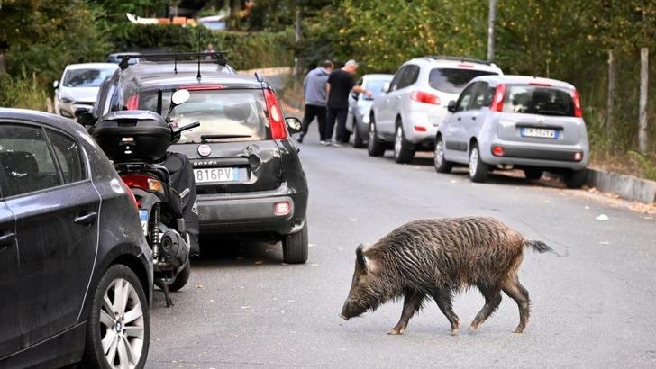 Roma'da domuz vebası vakası görülmesi üzerine piknik yasağı