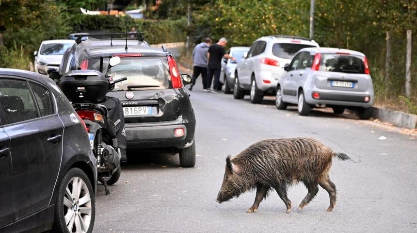 Roma'da domuz vebası vakası g&ouml;r&uuml;lmesi &uuml;zerine piknik yasağı
