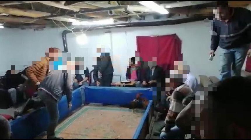 Horoz dövüştürenlere jandarma operasyonu! Suç üstü yakalandılar