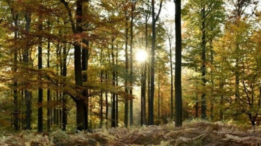 20 yıldır kayıp olan İspanyol, İtalya'da ormanda bulundu