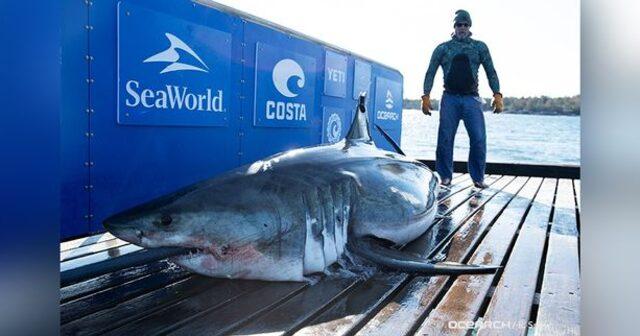 0_Monster-450kg-great-white-shark-Ironbound-spotted-lurking-in-sea (1)