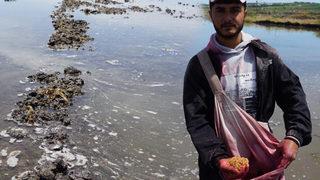 'Beyaz altın' mesaisi başladı! Çalışacak adam kalmadı
