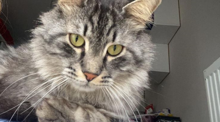 Silivri'de Mars'ı bulana 10 bin lira ödül: Her yerde onu arıyorum