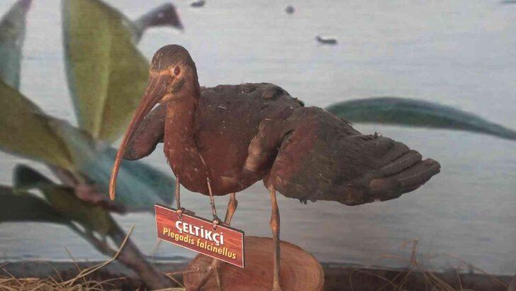 Yalova’nın Hersek Lagünü'nde kuş müzesi kurulacak! Çalışmalar hız kazandı G1