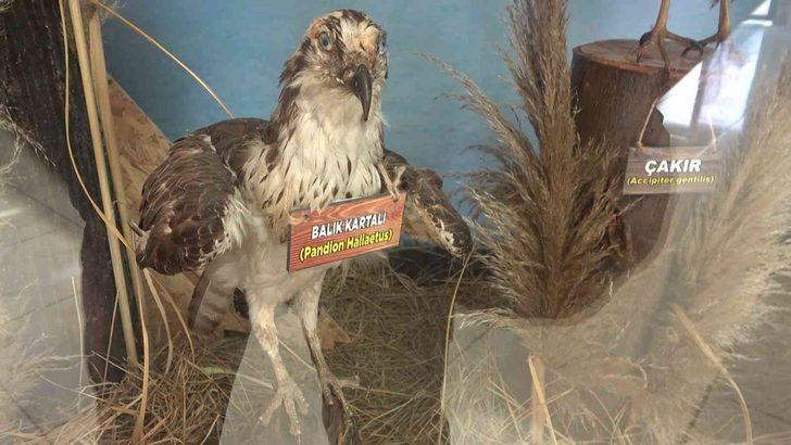 Yalova’nın Hersek Lagünü'nde kuş müzesi kurulacak! Çalışmalar hız kazandı G3