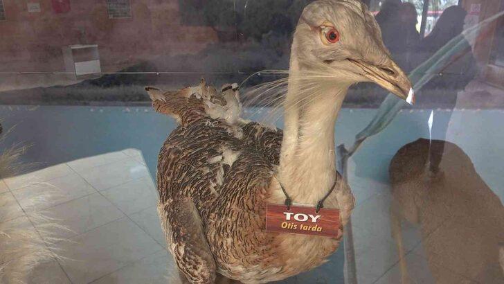 Yalova’nın Hersek Lagünü'nde kuş müzesi kurulacak! Çalışmalar hız kazandı G4