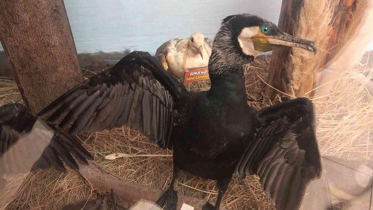 Yalova’nın Hersek Lagünü'nde kuş müzesi kurulacak! Çalışmalar hız kazandı G2