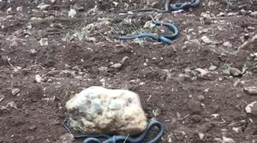 Yer: Kahramanmaraş... Kayaların altından 2 metrelik yılanlar çıktı