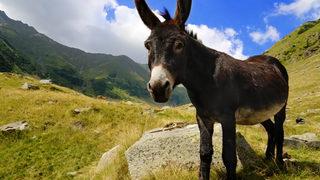 'Eşek derisi'ne talepler patladı! Yasa dışı satışlar sosyal medyada yükseldi... 'Gençlik iksiri' olarak görülüyor