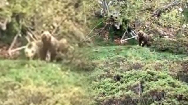 Ormanda karşılaştı! Ayıları kaçırmaya bir sözü yetti