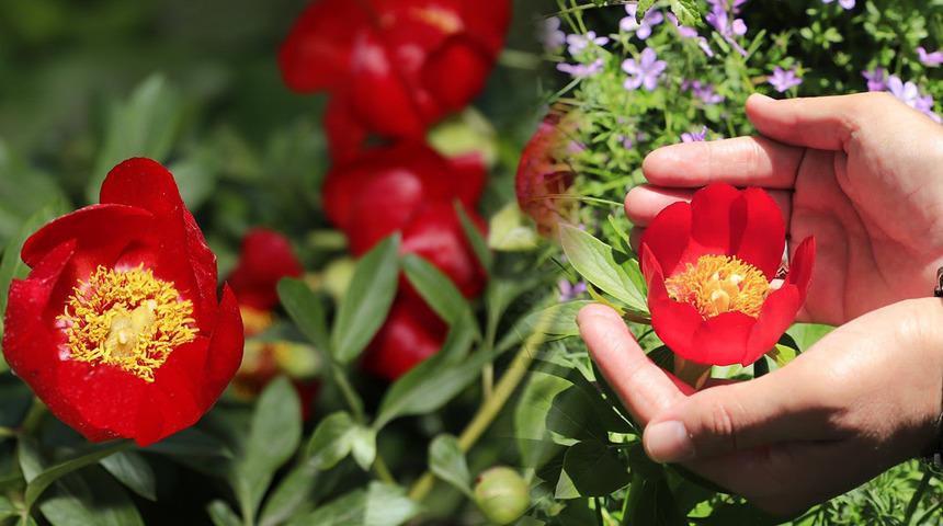 İstanbul'da sadece o ilçede yetişiyor! Bu çiçeği koparan yandı, cezası tam...