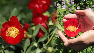 İstanbul'da sadece o ilçede yetişiyor! Bu çiçeği koparan yandı, cezası tam...