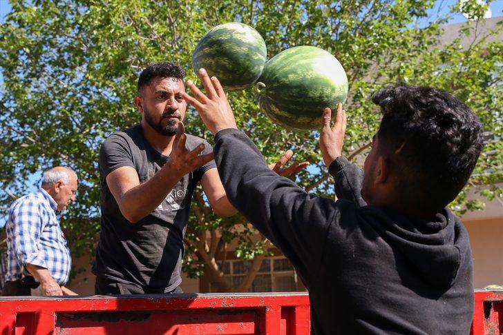 Antalya'da örtü altı üretimi karpuz ihracatından 2 haftada 1,5 milyon dolar gelir G3
