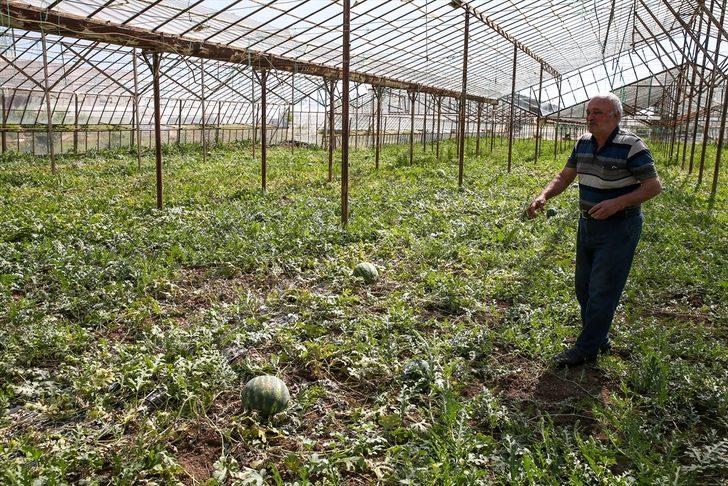 Antalya'da örtü altı üretimi karpuz ihracatından 2 haftada 1,5 milyon dolar gelir G5