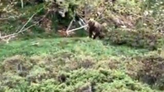 Ormanda iki boz ayıyla karşılaşan vatandaşın verdiği tepki güldürdü