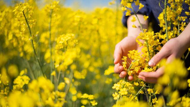 Ayçiçek yağına rakip olacak! Yüzde 45 daha kazançlı