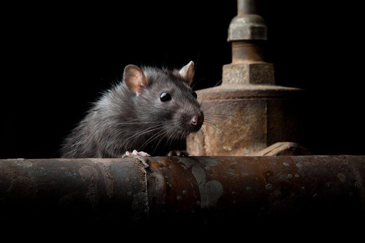 Genç farelerden alınıp yaşlı farelere aktarıldı! Şaşırtıcı sonuç