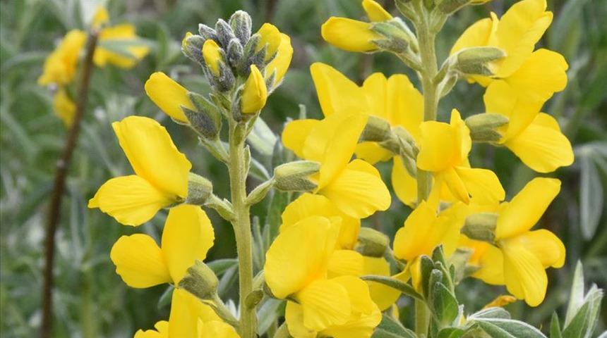 'Eber sarısı'nı koparmanın cezası 109 bin 593 bin lira