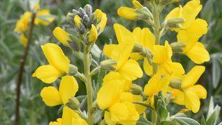 'Eber sarısı'nı koparmanın cezası 109 bin 593 bin lira