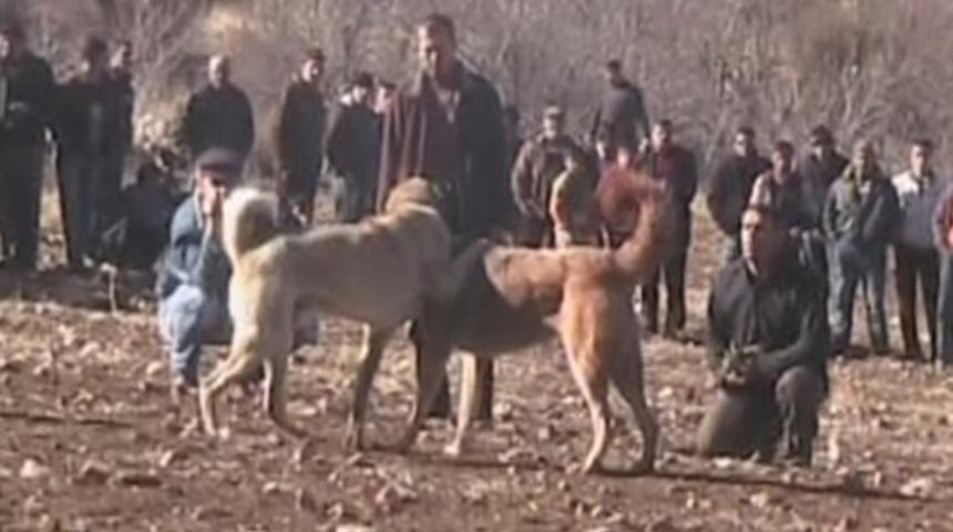 Para kazanma uğruna vahşet; 'Kangal S&uuml;per Ligi' 81 ilde d&uuml;zenleniyor