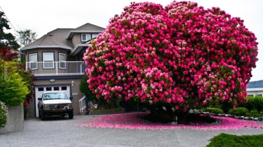 Türkiye'de Olsa Çoktan Kesilecek Olan Dünyanın En Güzel 11 Ağacı
