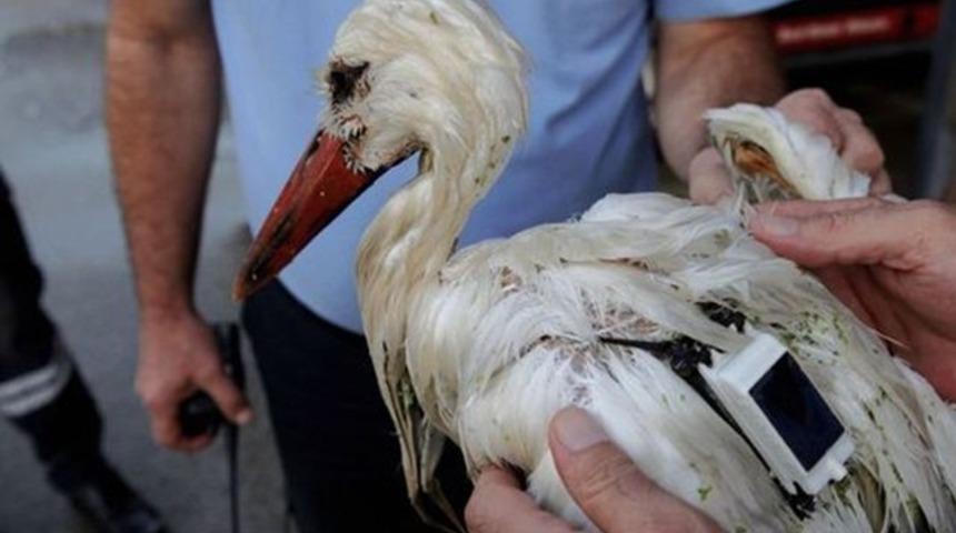 Yol haritasını &ccedil;ıkarmak i&ccedil;in &ccedil;ip takılmıştı: 2 bin 600 kilometre u&ccedil;an leylek, Mersin&rsquo;de vuruldu