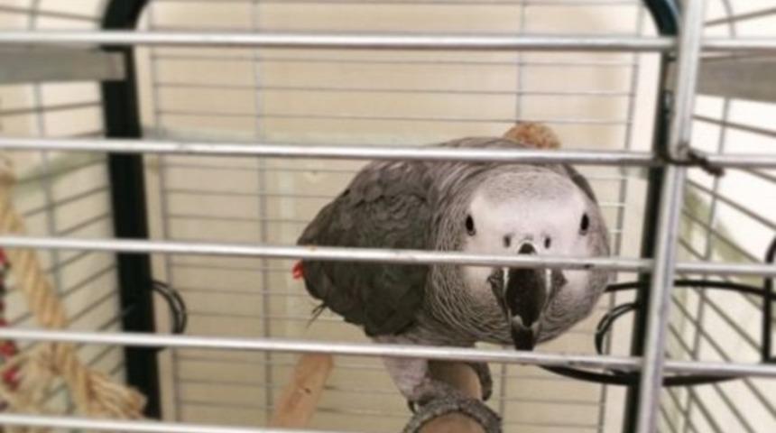 DİHA&rsquo;nın Ankara b&uuml;rosu &lsquo;bildirimsiz&rsquo; m&uuml;h&uuml;rlendi, Papağan Tolaz i&ccedil;eride kaldı