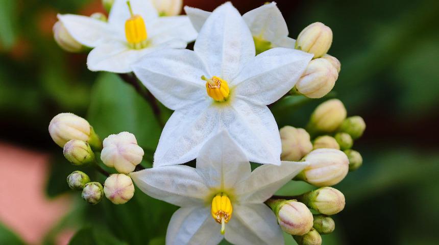 Kokusu afrodizyak etkisi yaratıyor: Tek özelliği bu değil! Yasemin yağı nedir, yasemin yağı faydaları nelerdir?