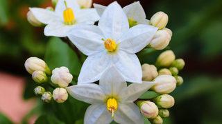 Kokusu afrodizyak etkisi yaratıyor: Tek özelliği bu değil! Yasemin yağı nedir, yasemin yağı faydaları nelerdir?