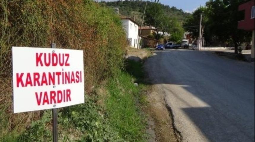 Mersin'de kuduz karantinası