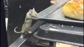 Sosyal medyada büyük tepki çekti! Farenin poğaçalar arasında gezdiği kafeye inceleme