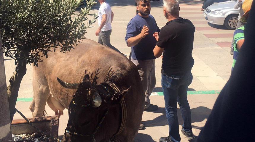 İnekleriyle belediye binasını bastı!