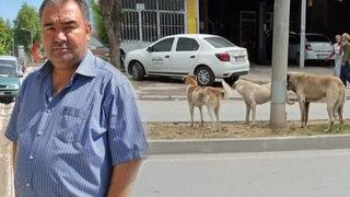 Sokak köpeklerinden kaçarken beyin kanaması geçirdi, yaşam savaşını kaybetti